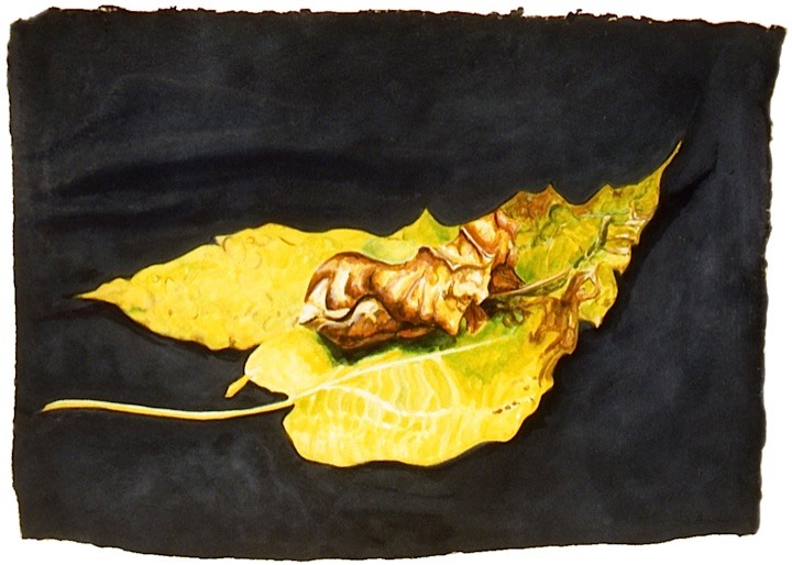 ©2002 Jan Aronson Leaves #6 Watercolor Paper 12x17