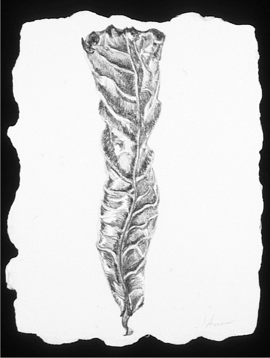 ©2003 Jan Aronson Aguilla Leaf #3 Graphite 8.5x6.5