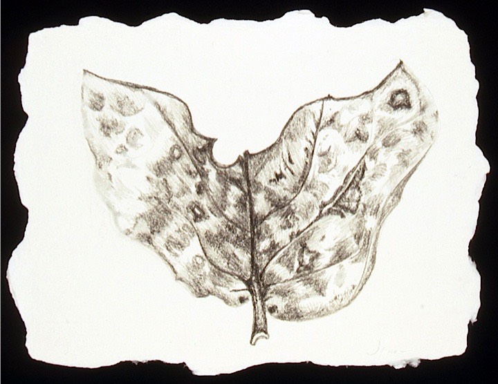 ©2003 Jan Aronson Aguilla Leaf #8 Graphite 6.5x8.5.jpg