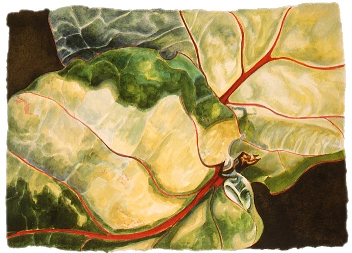 ©2004 Jan Aronson Leaves #23 Watercolor on Paper 12x17