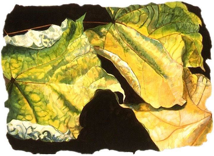©2004 Jan Aronson Leaves #28 Watercolor on Paper 11x15