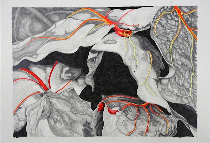 ©2006 Jan Aronson Leaves, Large Drawing #7 Graphite & Oil Pastel on Paper 27x38